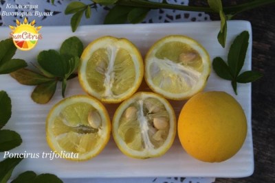 Poncirus trifoliata - 